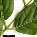 SpeciesSub: var. macrostachya